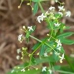 Galium album Blüte