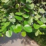 Cordia myxa Leaf