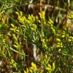 Gutierrezia microcephala Flower