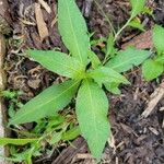 Persicaria maculosa List