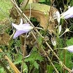 Campanula rapunculus 花