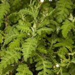 Argyranthemum adauctum Habit