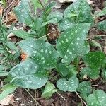 Pulmonaria saccharata 叶