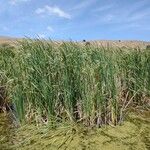 Typha orientalis Buveinė