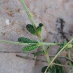 Helianthemum italicum List