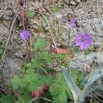 Geranium molleঅন্যান্য