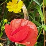 Papaver setiferumFlor