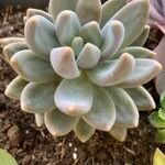 Pachyphytum kimnachii Leaf