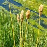 Deschampsia chrysantha Συνήθη χαρακτηριστικά