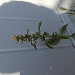 Gamochaeta purpurea Plod