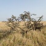 Vachellia seyal Hábito