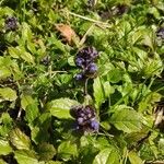 Ajuga reptansFlower