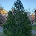 Pinus bungeana Habitatea