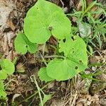 Asarum canadense Leaf