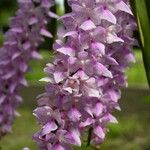 Aerides rosea Virág