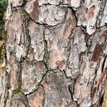 Pinus echinata Bark