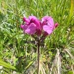 Pedicularis rostratocapitata ᱵᱟᱦᱟ