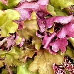 Heuchera micrantha Folio