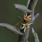 Tridactyle crassifolia 花
