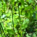 Cynosurus cristatus Leaf