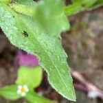 Calendula arvensis Folha