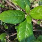 Viburnum rigidum Feuille