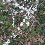 Spiraea thunbergiiफूल