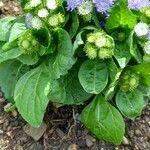 Ageratum houstonianum Leaf