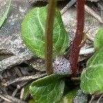 Pyrola chlorantha Hoja