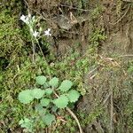 Saxifraga hirsuta Hábito
