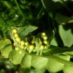 Botrychium lunaria 花