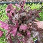 Heuchera sanguineaList