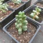 Sedum furfuraceum Лист