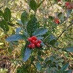 Sorbus chamaemespilus Blad