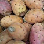 Opuntia ficus-indica Mbuma