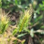 Hordeum marinum पत्ता