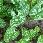 Pulmonaria saccharata 叶