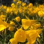 Narcissus cyclamineus 花