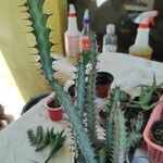 Euphorbia greenwayi Hoja