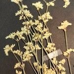 Ortegia hispanica Квітка