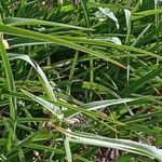 Tradescantia virginiana Leaf