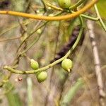 Cassytha filiformis ഫലം