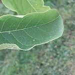 Euonymus maackii Leaf