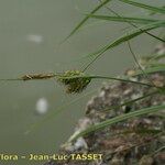 Carex distans Sonstige