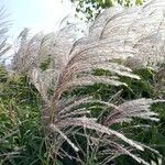 Miscanthus sinensisКветка