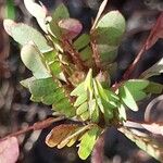 Biophytum umbraculum Hoja