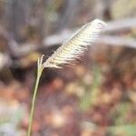 Bouteloua gracilis Foglia