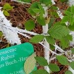 Rubus biflorus Outro
