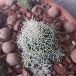 Mammillaria decipiens Foglia