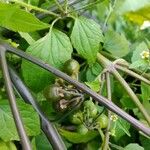 Solanum scabrum Plod